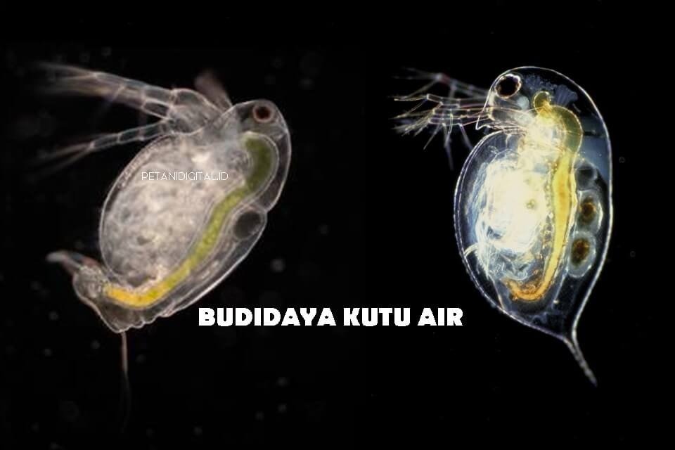 Budidaya Kutu Air