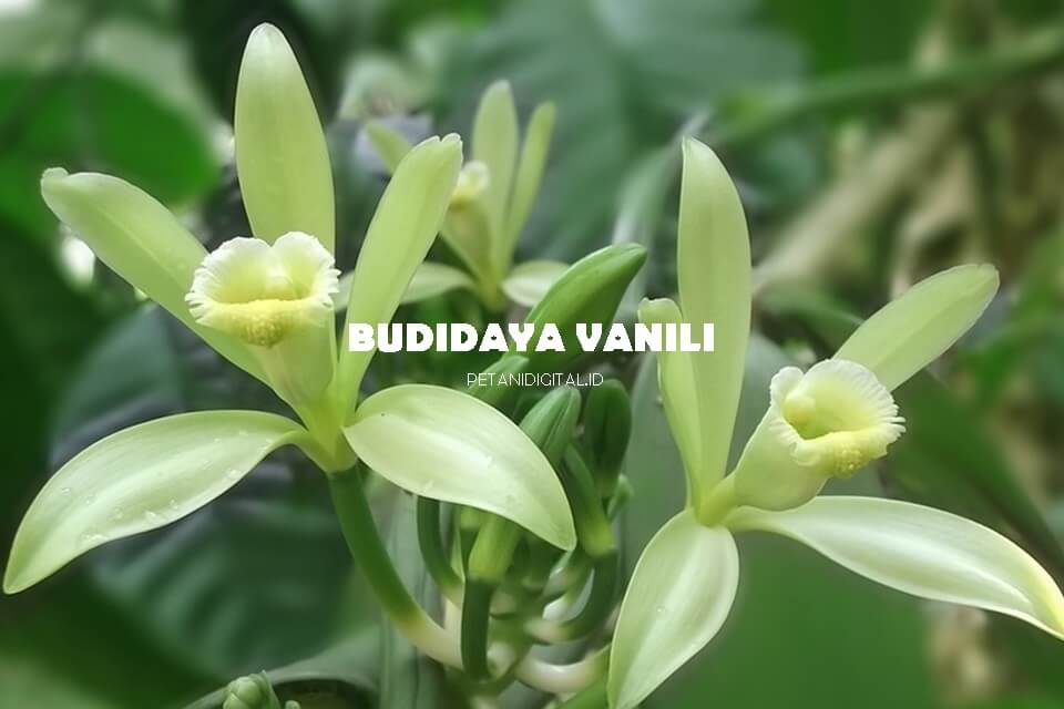 Budidaya Vanili