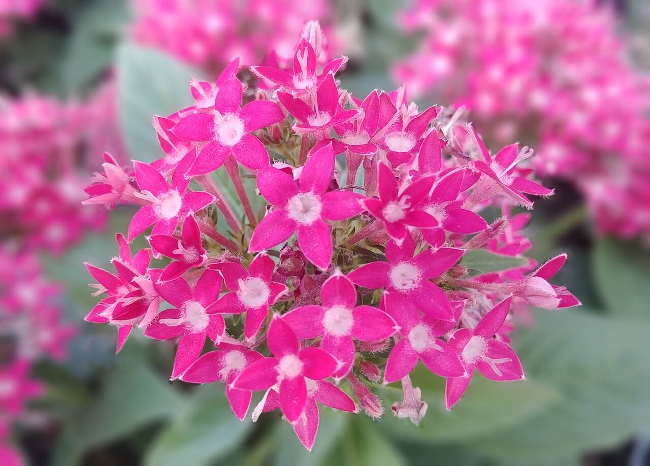 Bunga Pentas - Tanaman Hias Outdoor