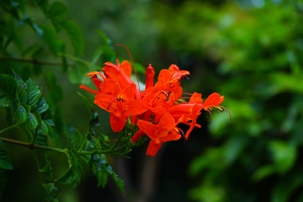 Tekomaria - Tanaman Hias Bunga