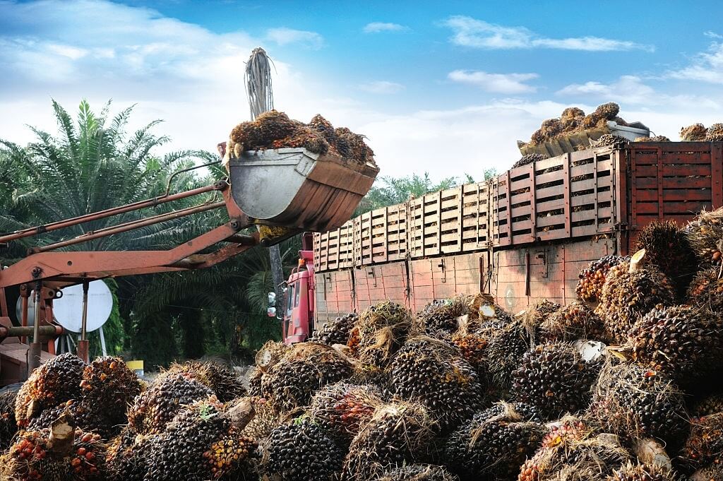 Kelapa Sawit - Komoditas Ekspor Indonesia