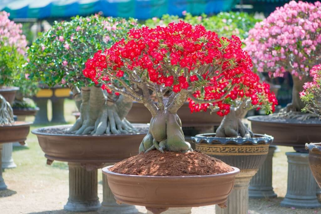 Tanaman Hias Akar - Kamboja Jepang Adenium