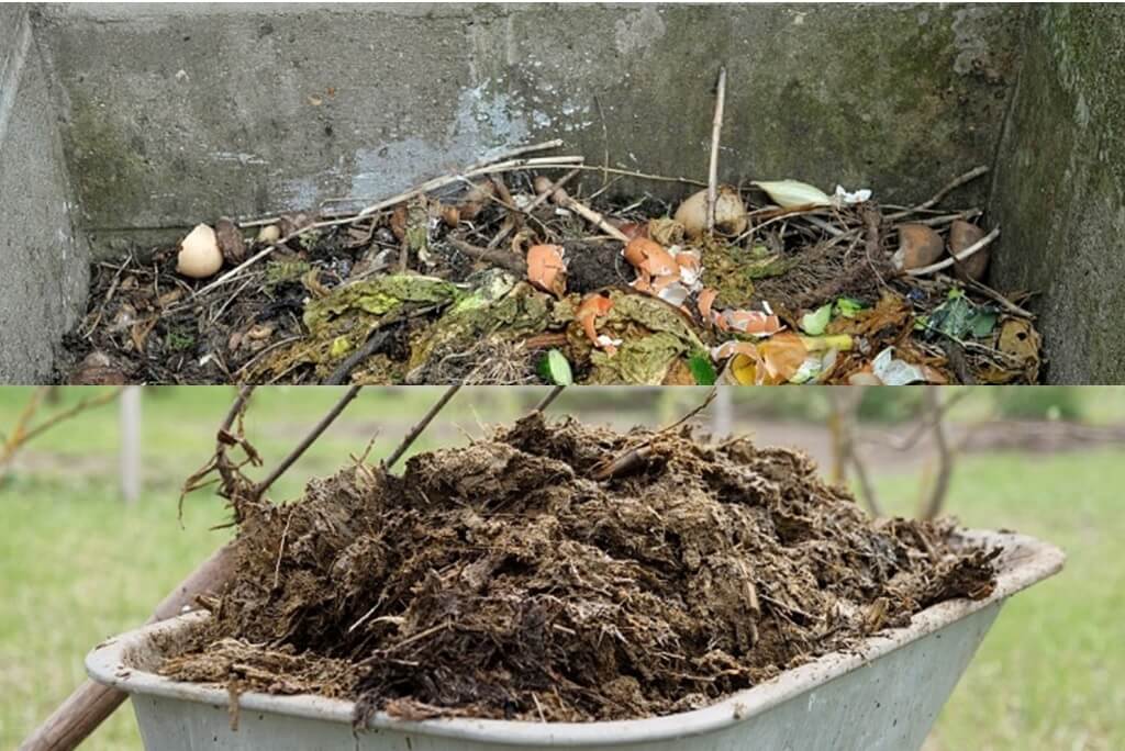 Perbedaan Pupuk Kompos dan Pupuk Kandang